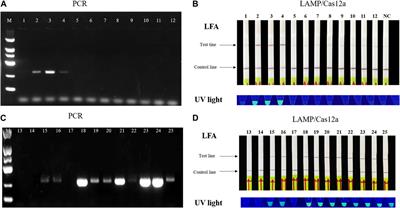 Loop-mediated isothermal amplification (LAMP)/Cas12a assay for detection of Ralstonia solanacearum in tomato